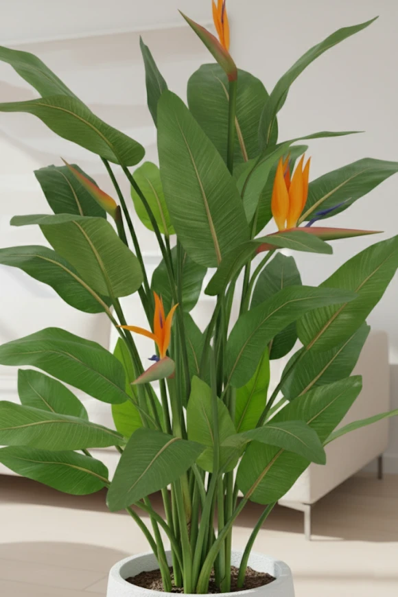 Image of Flowering Bird of Paradise in Pot - 120cm