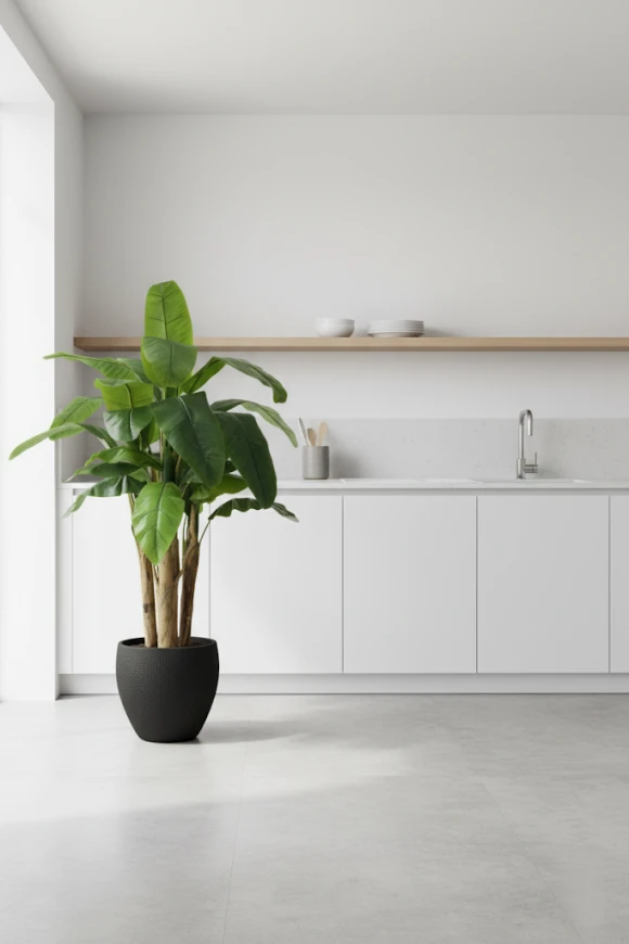 Image of Banana Tree in Pot - 140cm