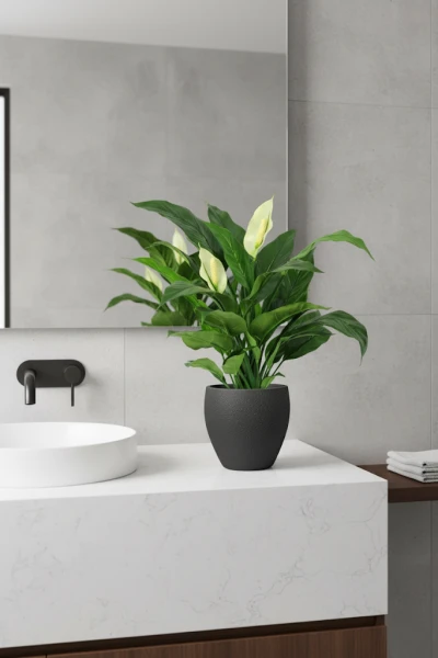 Image of Peace Lily in Pot - 70cm