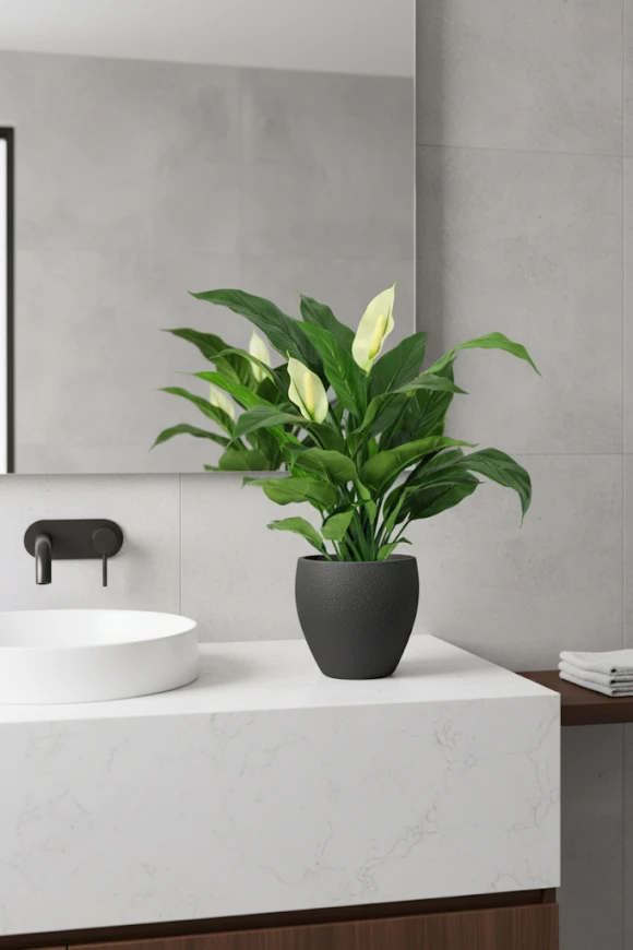 Image of Peace Lily in Pot - 70cm