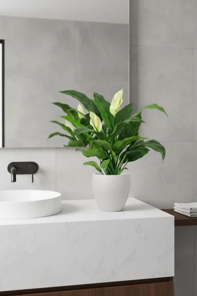 Image of Peace Lily in Pot - 70cm