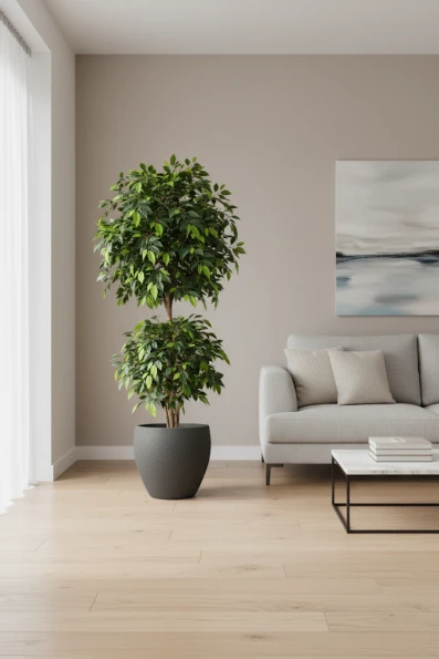 Artificial Ficus Liana in Black Easington Pot - 185cm