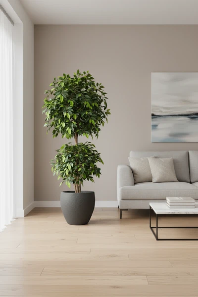 Image of Ficus Liana in Pot - 185cm