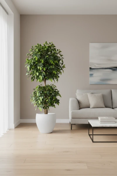 Image of Ficus Liana in Pot - 185cm