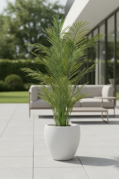 Image of Areca Palm in Pot - 210cm