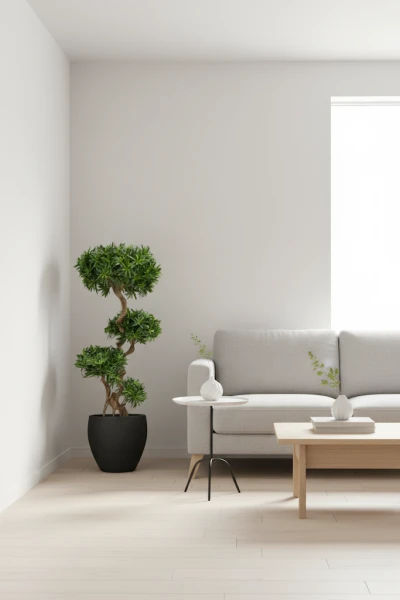 Image of Podocarpus Cloud in Pot - 150cm