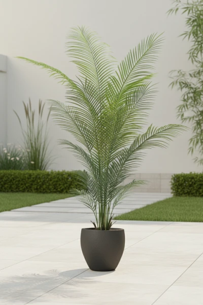 Image of Areca Palm in Pot - 170cm