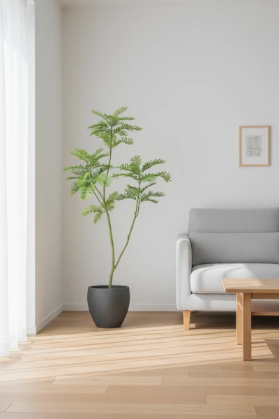 Image of Jacaranda Tree in Pot - 180cm