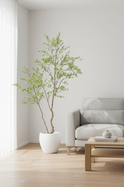 Image of Bucida Tree in Easington Pot - 210cm