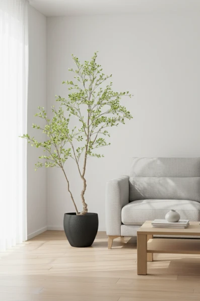 Bucida Tree in Black Easington Pot - 210cm
