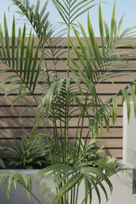 Image of Outdoor Kentia Palm in Earle Dumpy Pot - 230cm