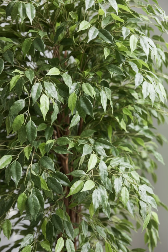 Image of Ficus Liana in Earle Dumpy Pot - 180cm