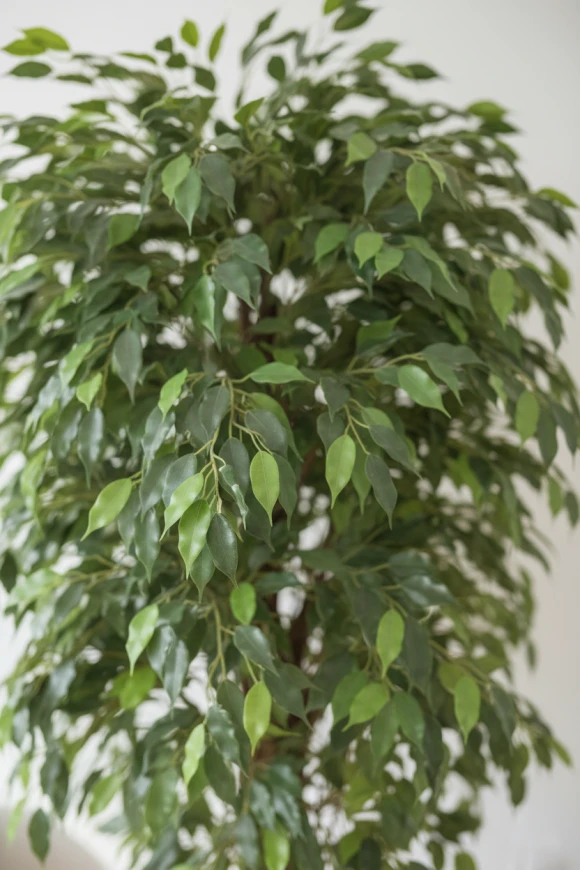 Image of Ficus Liana in Earle Dumpy Pot - 180cm
