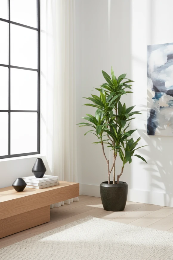 Image of Cordyline in Earle Dumpy Pot - 150cm