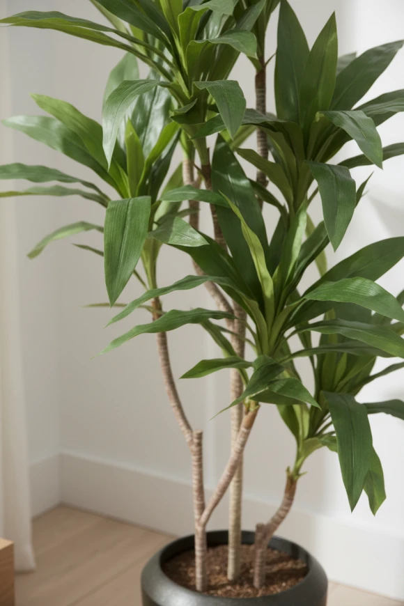 Image of Cordyline in Earle Dumpy Pot - 150cm