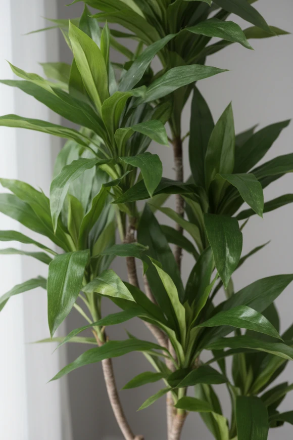 Image of Cordyline in Earle Dumpy Pot - 150cm