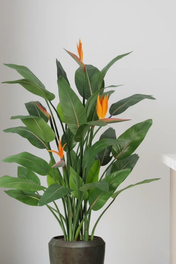 Image of Flowering Bird of Paradise in Earle Dumpy Pot - 120cm