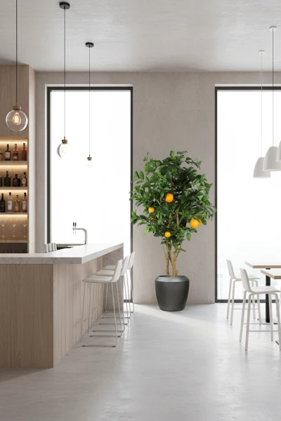 Artificial Orange Tree in Earle Dumpy Pot - 150cm