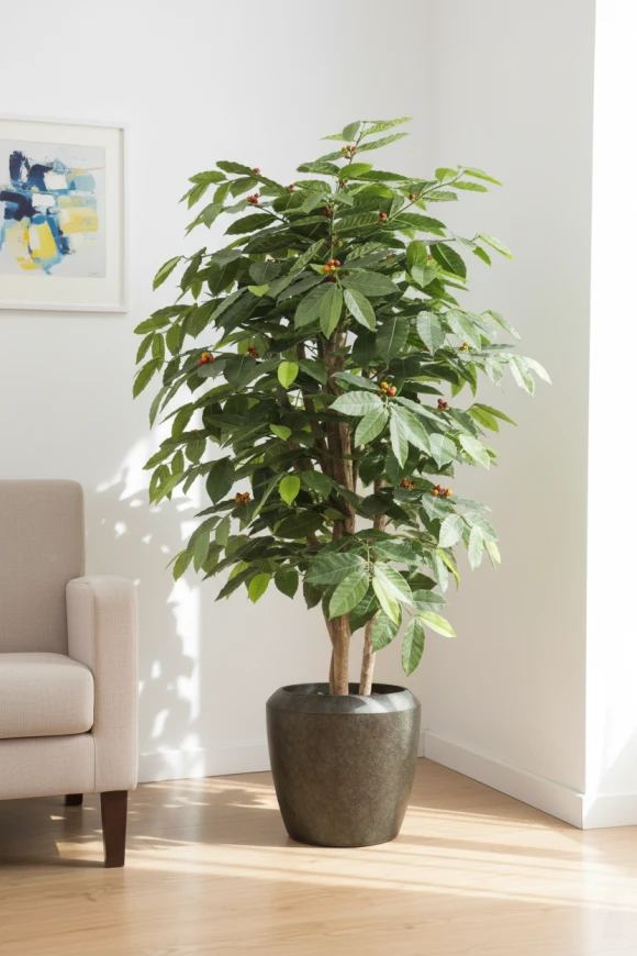 Image of Coffee Tree in Earle Dumpy Pot - 150cm