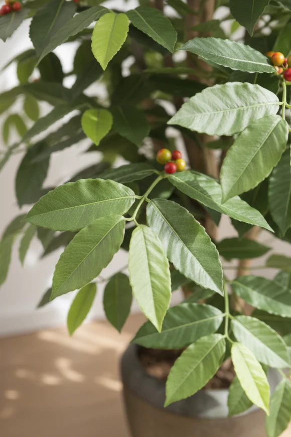 Image of Coffee Tree in Earle Dumpy Pot - 150cm