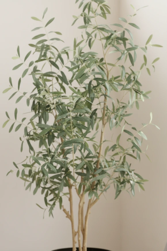 Image of Olive Tree in Earle Dumpy Pot - 210cm
