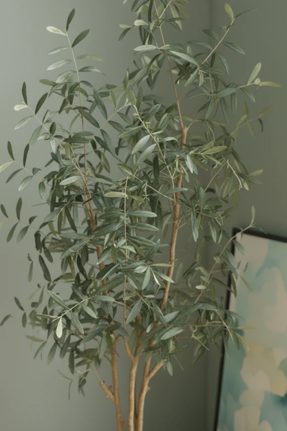 Image of Olive Tree in Earle Dumpy Pot - 210cm