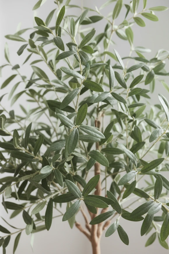 Image of Olive Tree in Earle Dumpy Pot - 180cm