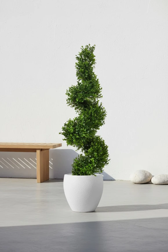Image of Buxus Spiral in Pot - 90cm