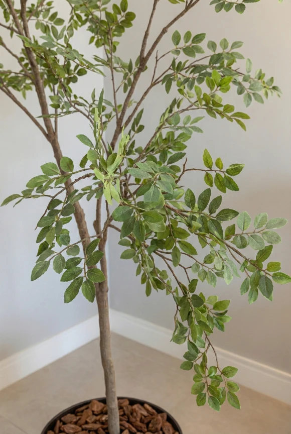 Elm Tree in Charcoal Buxley Pot - 240cm