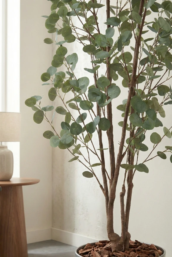 Eucalyptus Tree in Silver Buxley Pot - 240cm