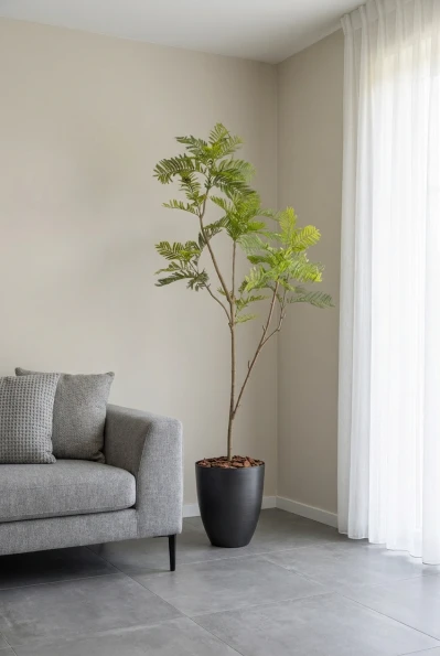 Jacaranda Tree in Charcoal Buxley Pot - 180cm