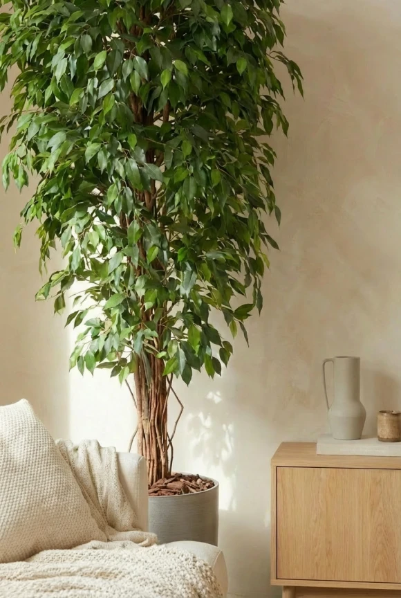 Artificial Ficus Liana in Silver Buxley Pot - 180cm