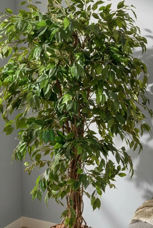 Artificial Ficus Liana in Silver Buxley Pot - 150cm