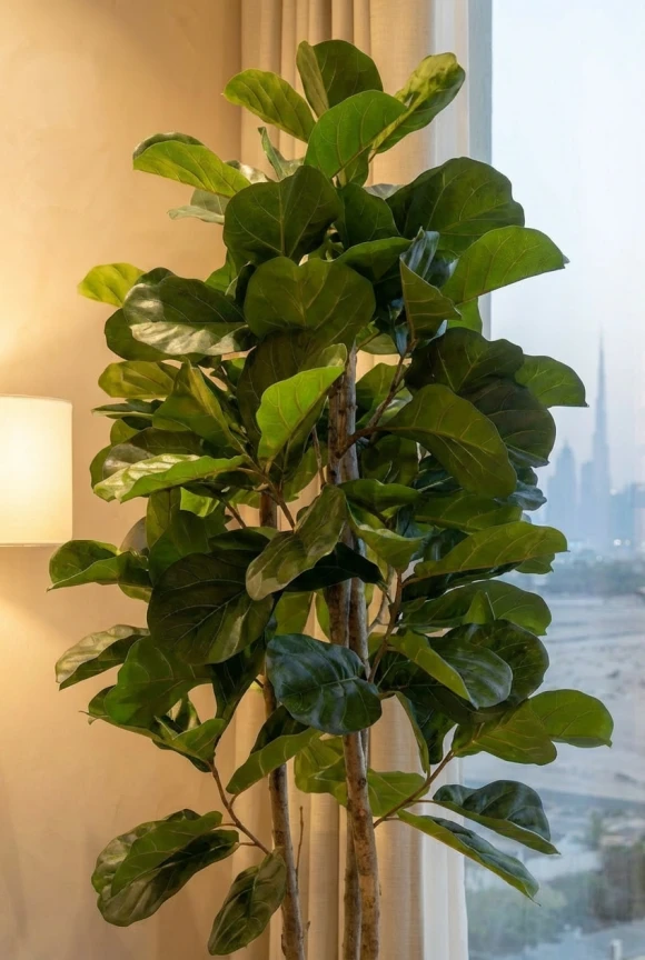 Artificial Fiddle Tree in Charcoal Buxley Pot - 150cm