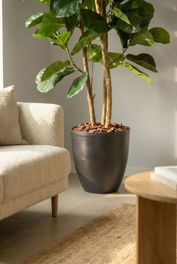 Artificial Fiddle Tree in Charcoal Buxley Pot - 150cm