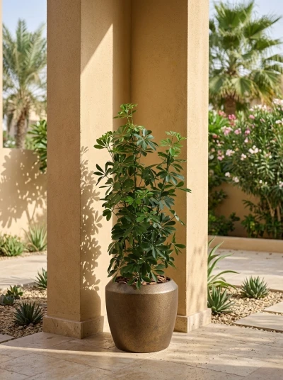 Outdoor Artificial Pittosporum in Mocha Earle Dumpy Pot - 120cm