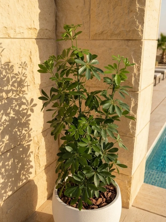 Outdoor Artificial Pittosporum in White Easington Pot - 120cm