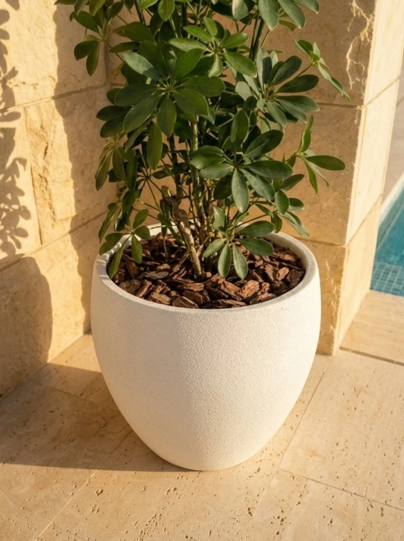 Outdoor Artificial Pittosporum in White Easington Pot - 120cm