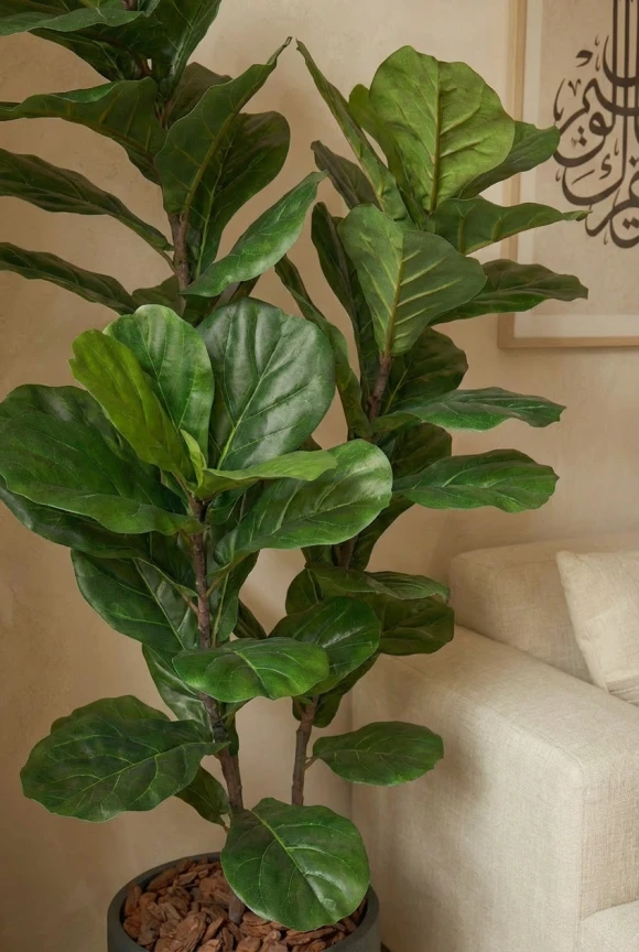 Artificial Fiddle Leaf in Black Easington Pot - 150cm