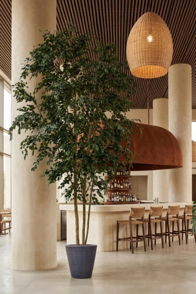 Image of Artificial Columnar Ficus Tree on Natural Multi Stem  - 500cm