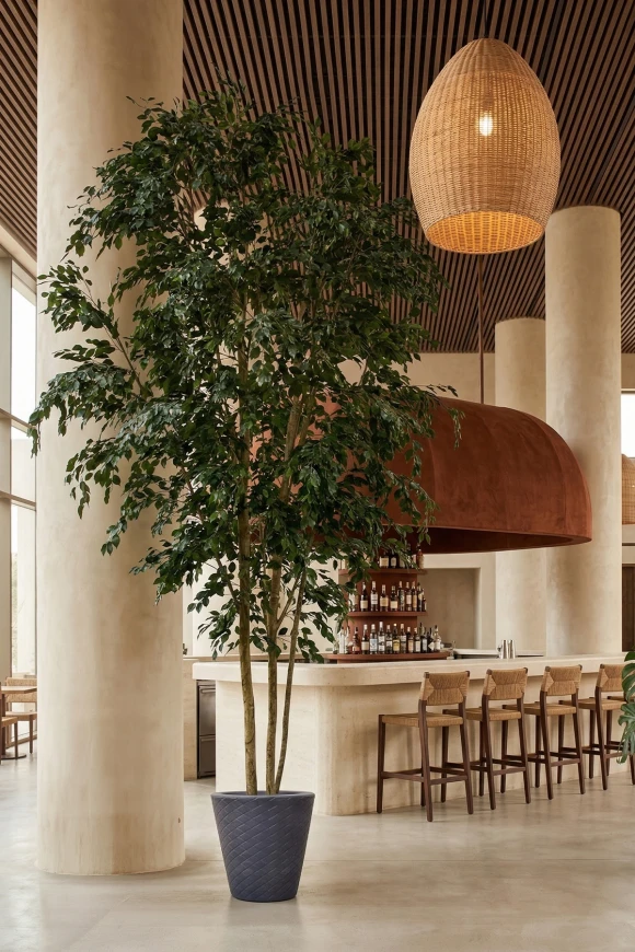 Image of Artificial Columnar Ficus Tree on Natural Multi Stem  - 500cm