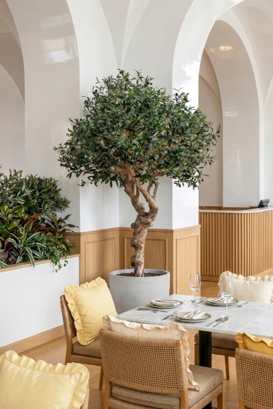 Image of Artificial Olive Tree on Single Stem Coffee Trunk - 180cm