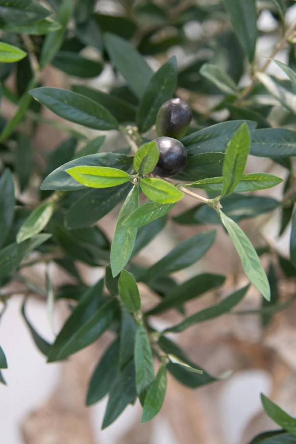 Image of Artificial Olive Tree on Single Stem Coffee Trunk - 180cm