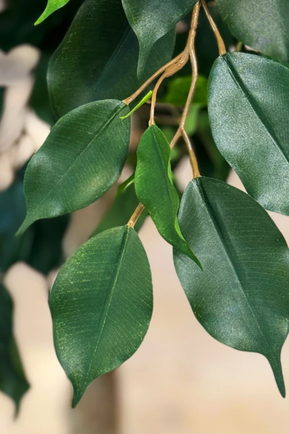 Image of Artificial Ficus Tree on Natural Multi Stems - 400cm