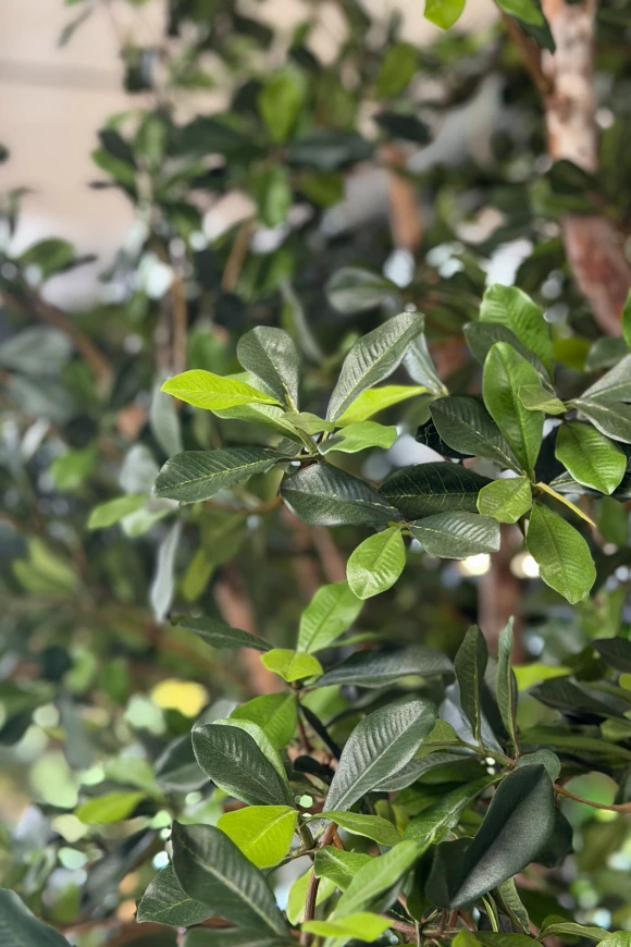 Image of Artificial Oriental Olive Tree on Natural Multi Stems - 400cm