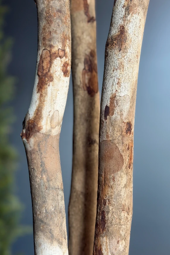 Image of Artificial Olive Tree on Natural Multi Stems - 300cm