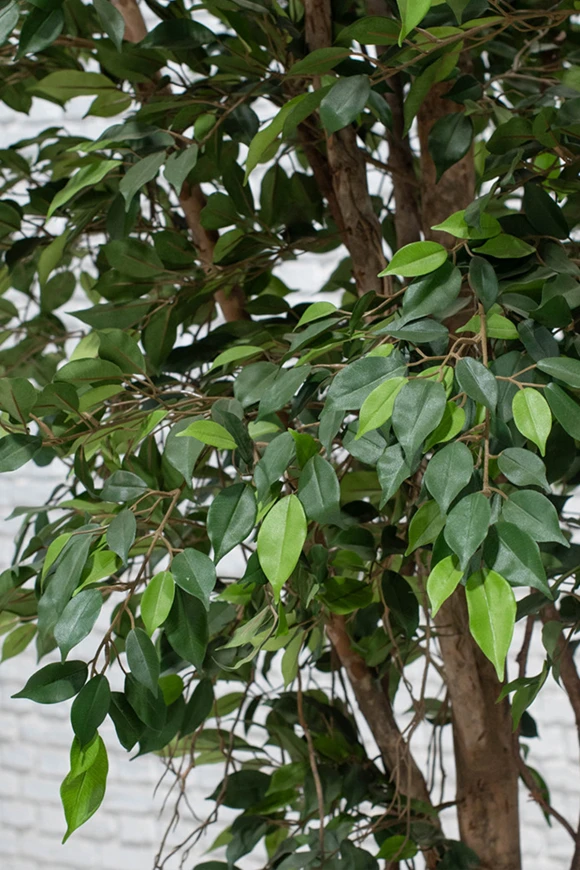 Image of Artificial Ficus Natasja on Natural Multi Stems - 250cm
