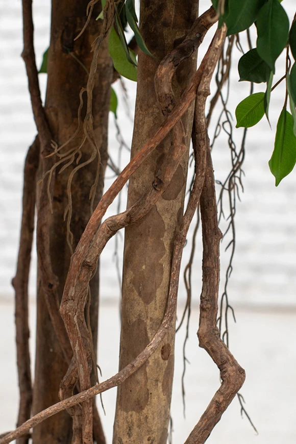 Image of Artificial Ficus Natasja on Natural Multi Stems - 350cm