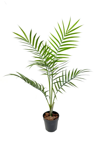 Image of Outdoor Areca Palm - 84cm