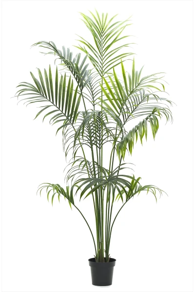 Image of Outdoor Kentia Palm - 230cm